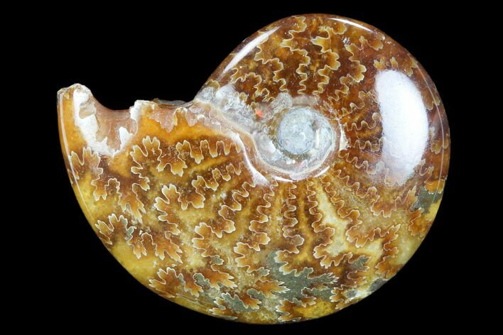 Polished, Agatized Ammonite (Cleoniceras) - Madagascar #117418